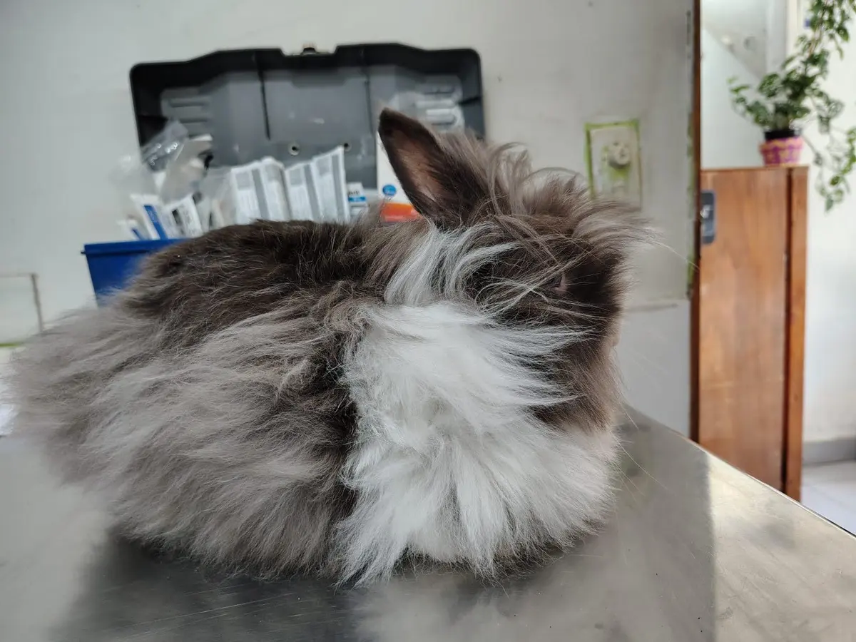 Veterinaria Sendero