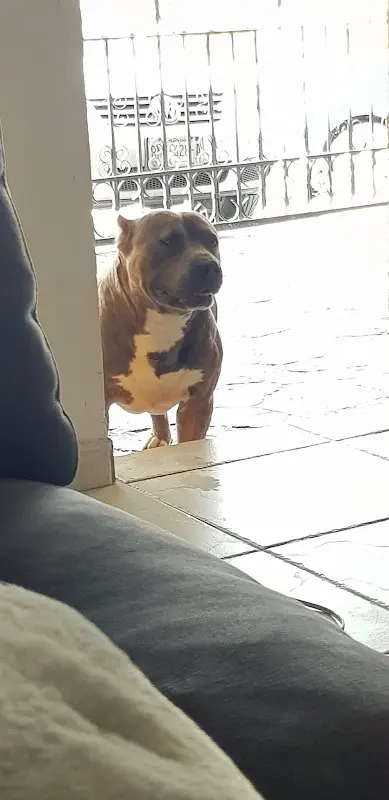CLÍNICA VETERINARIA "EL DOGO"