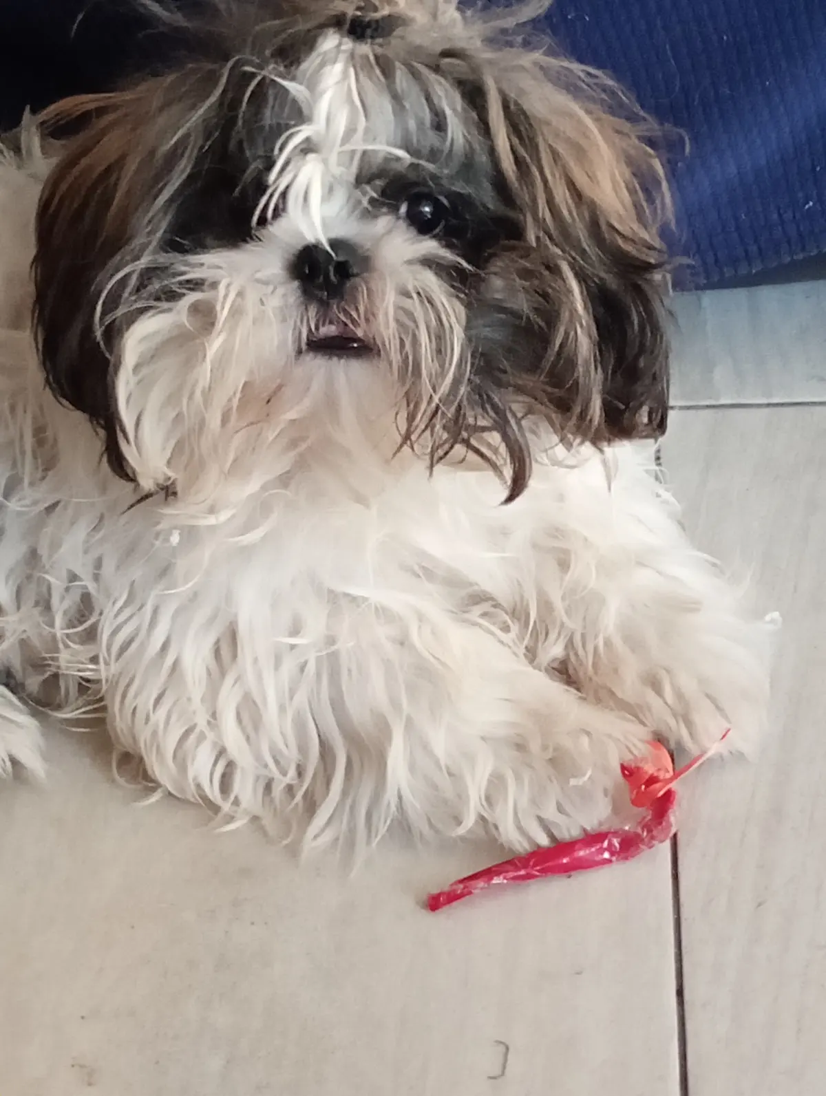 THE DOGGY HOUSE — foto 2 de 3