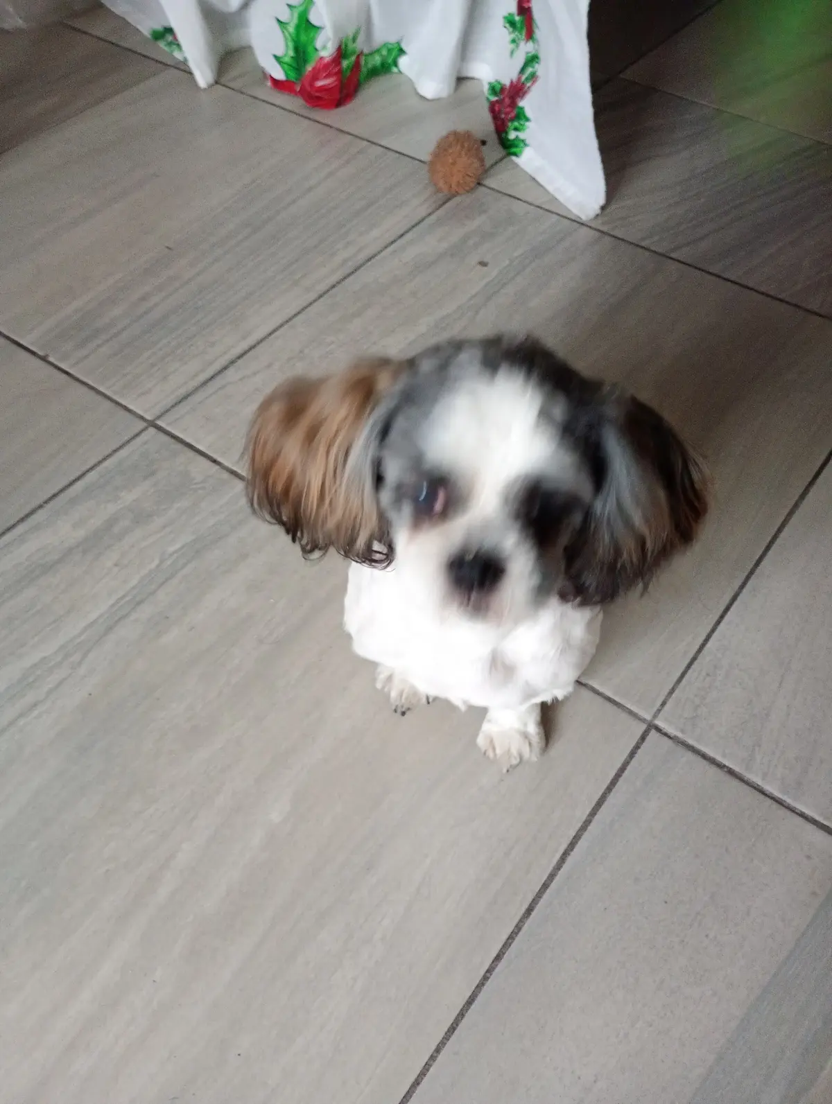 THE DOGGY HOUSE — foto 3 de 3