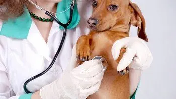 Veterinaria Victoria