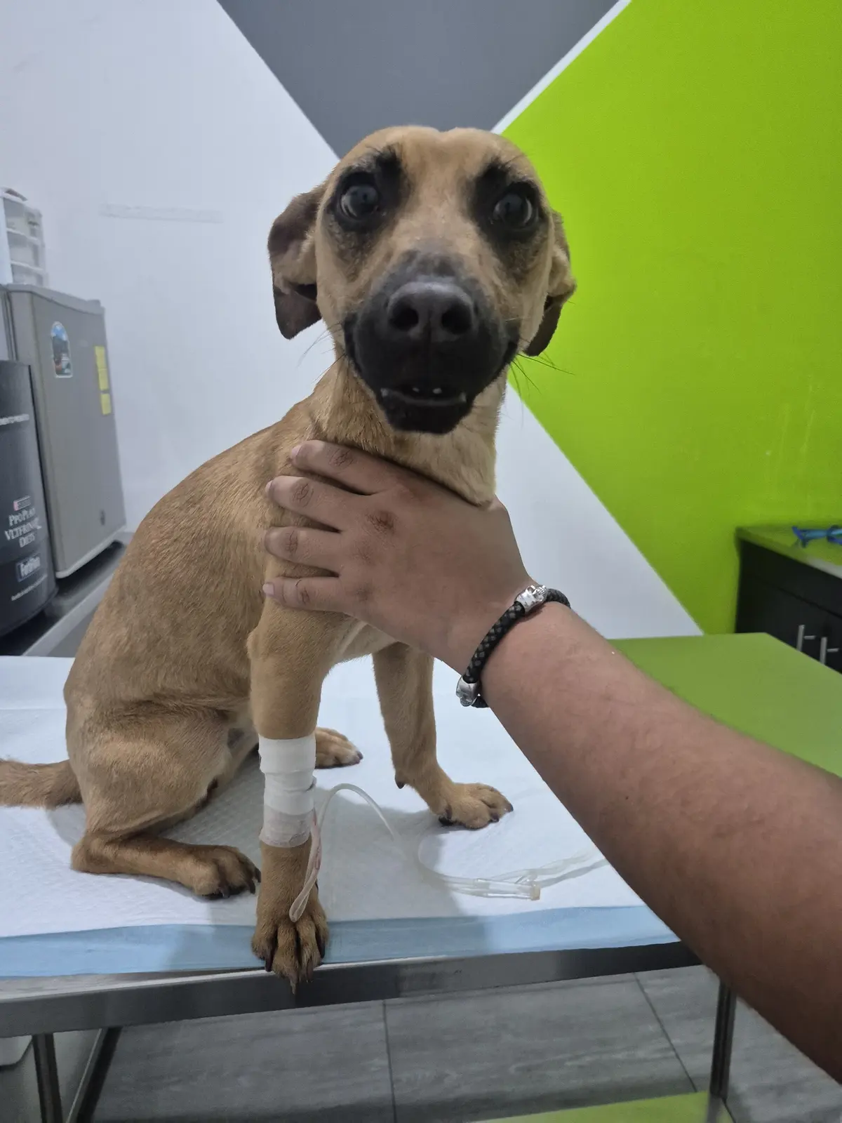 DELKA Hospital Veterinario — foto 2 de 3