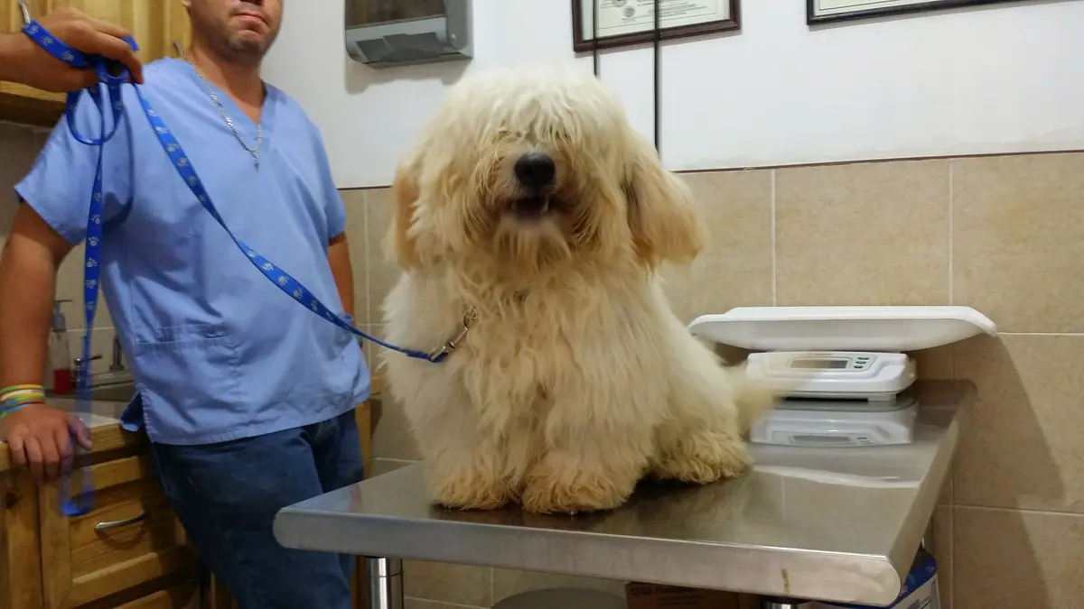 CLÍNICA Y ESTÉTICA VETERINARIA REGIO VET
