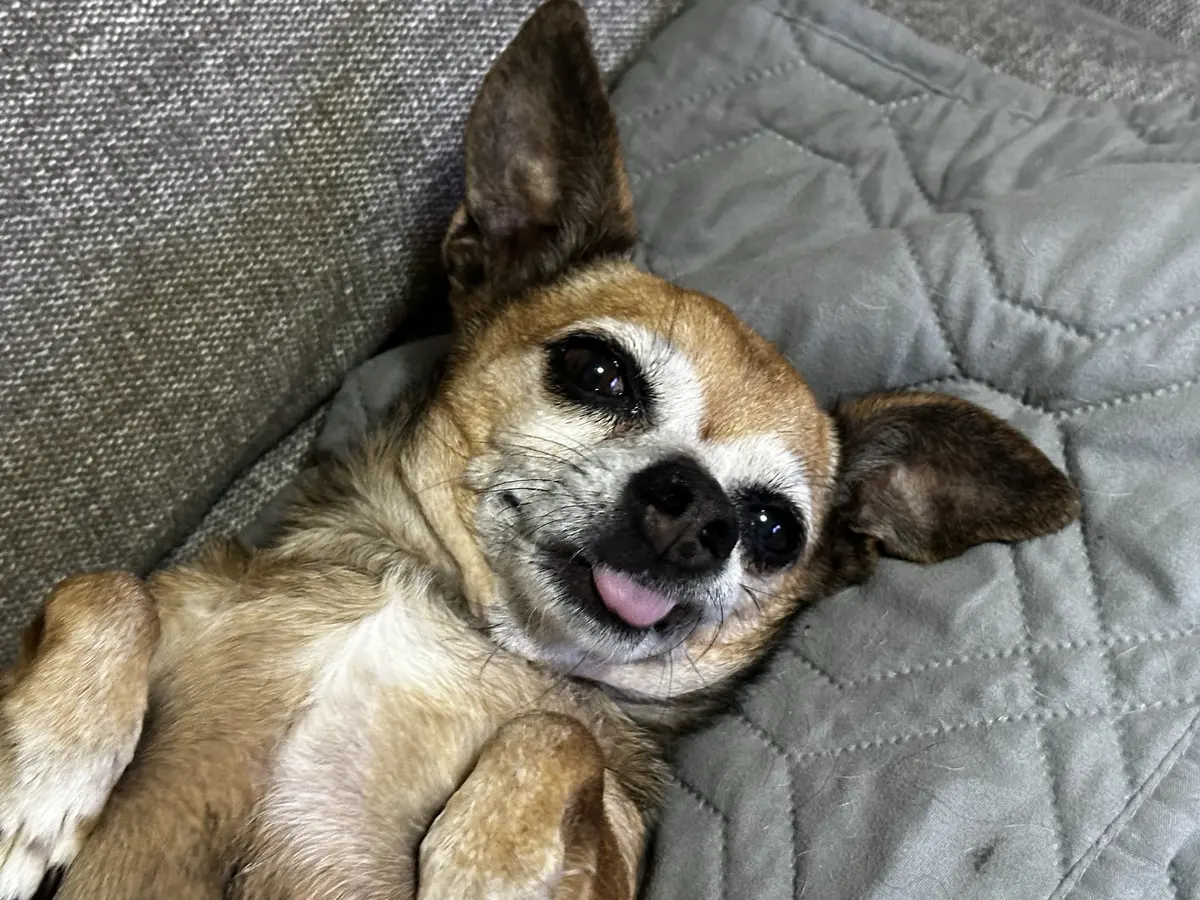 CLÍNICA Y ESTÉTICA VETERINARIA REGIO VET — foto 3 de 3