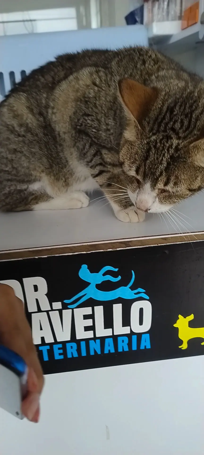 Hospital Veterinario Dr. Ravello — foto 2 de 3