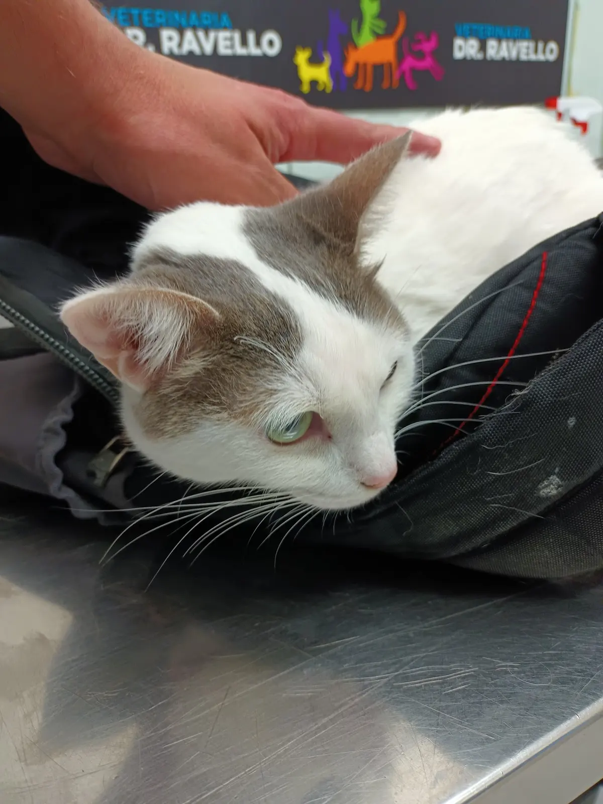 Hospital Veterinario Dr. Ravello — foto 3 de 3