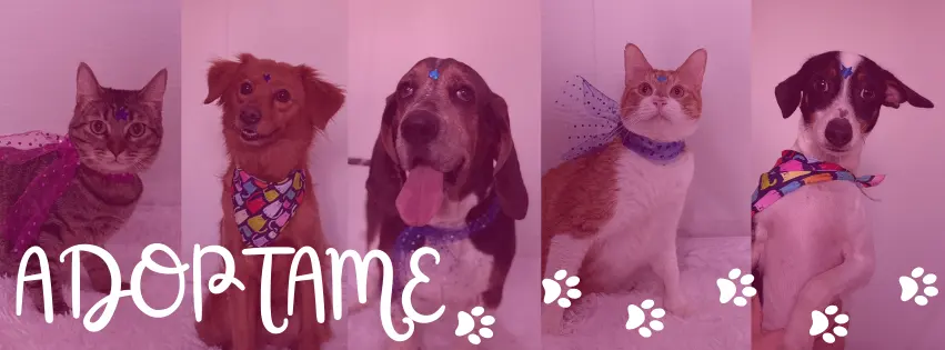 Miaumor.mx veterinaria y spa