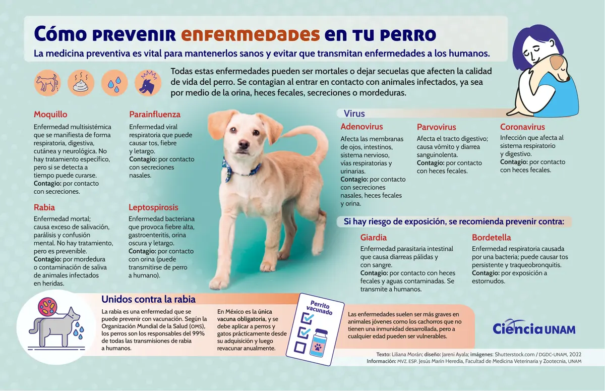 Miaumor.mx veterinaria y spa — foto 3 de 4