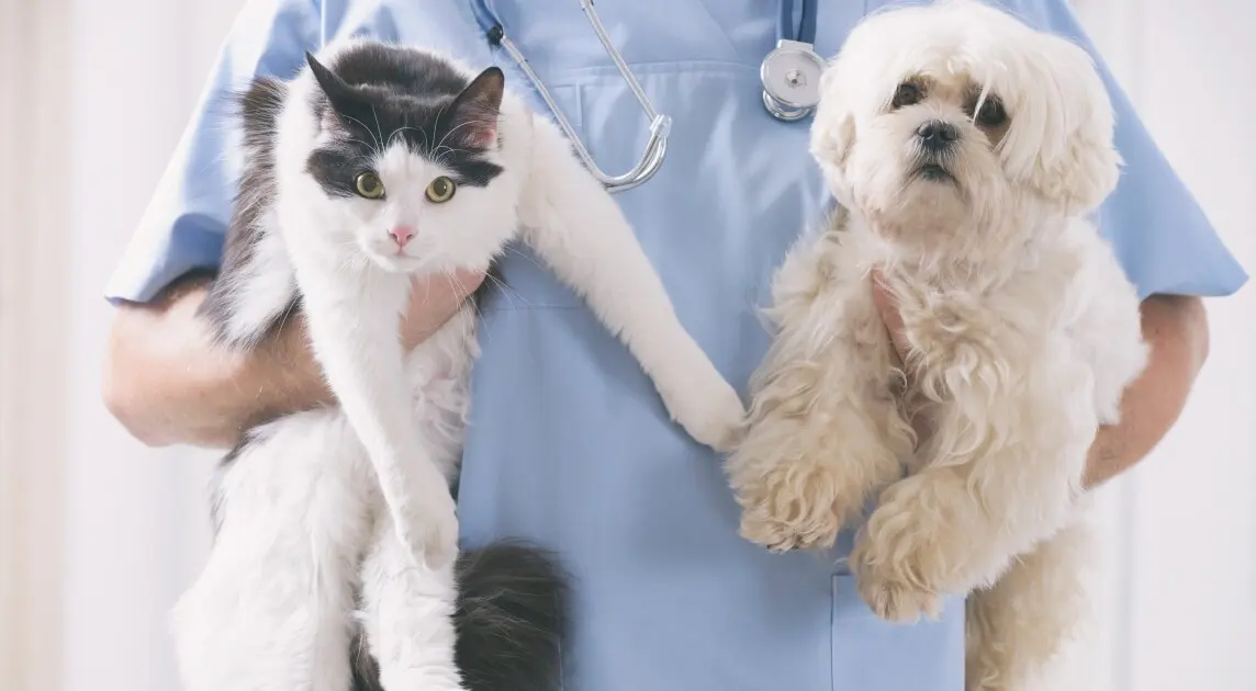 Miaumor.mx veterinaria y spa — foto 4 de 4