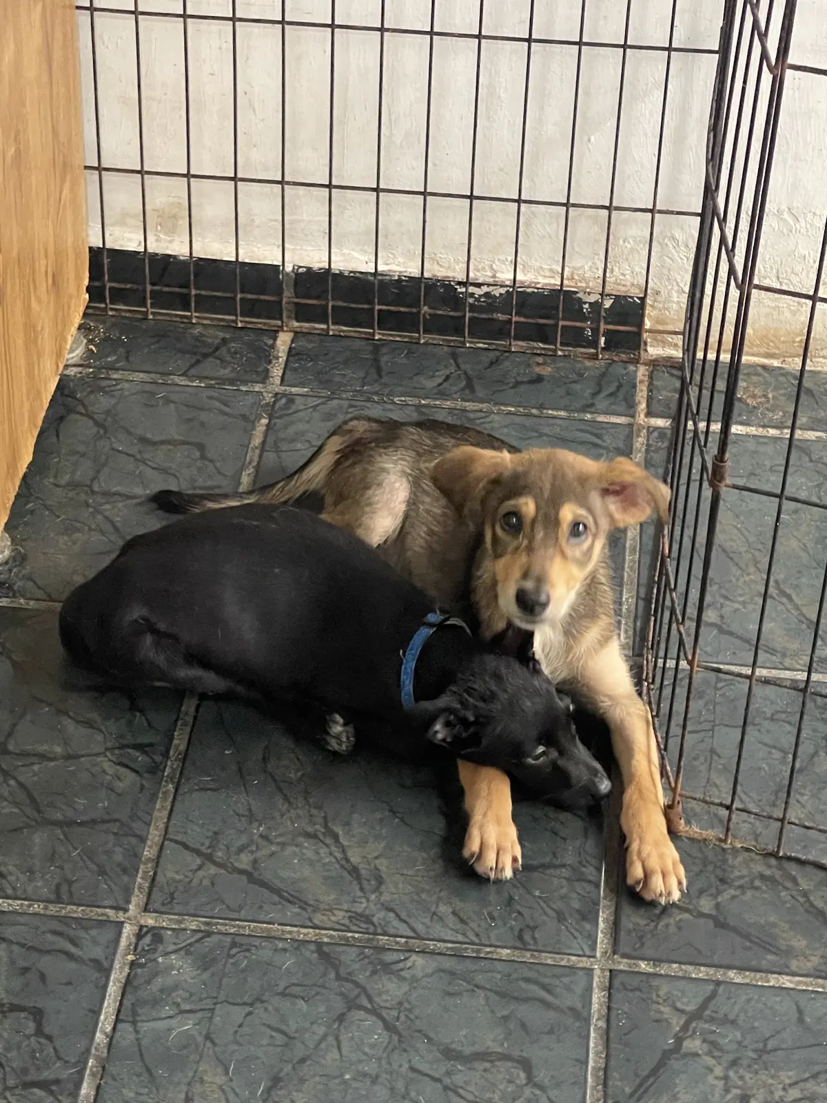 Veterinaria GAVE
