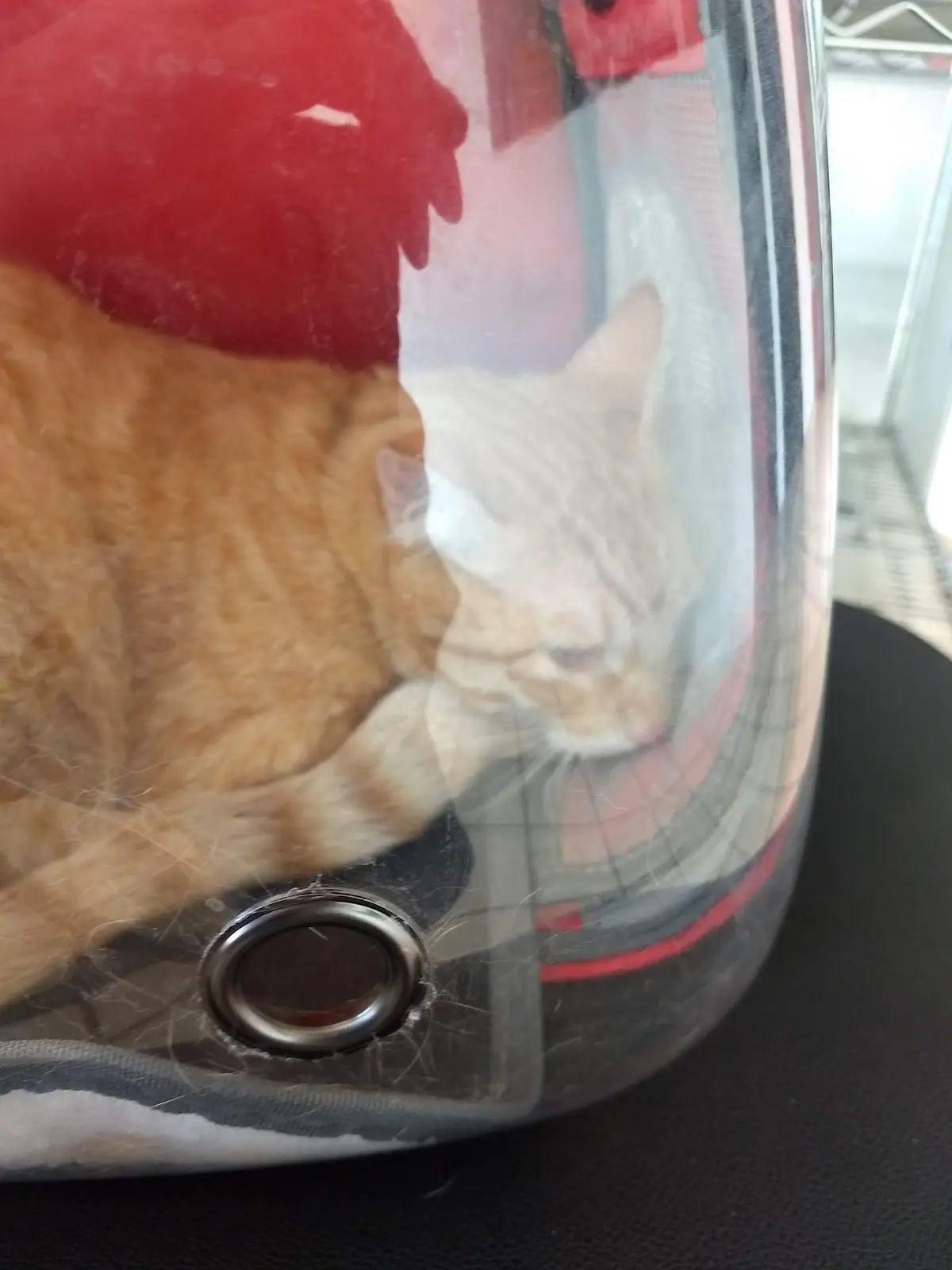 Veterinaria Smart Petz