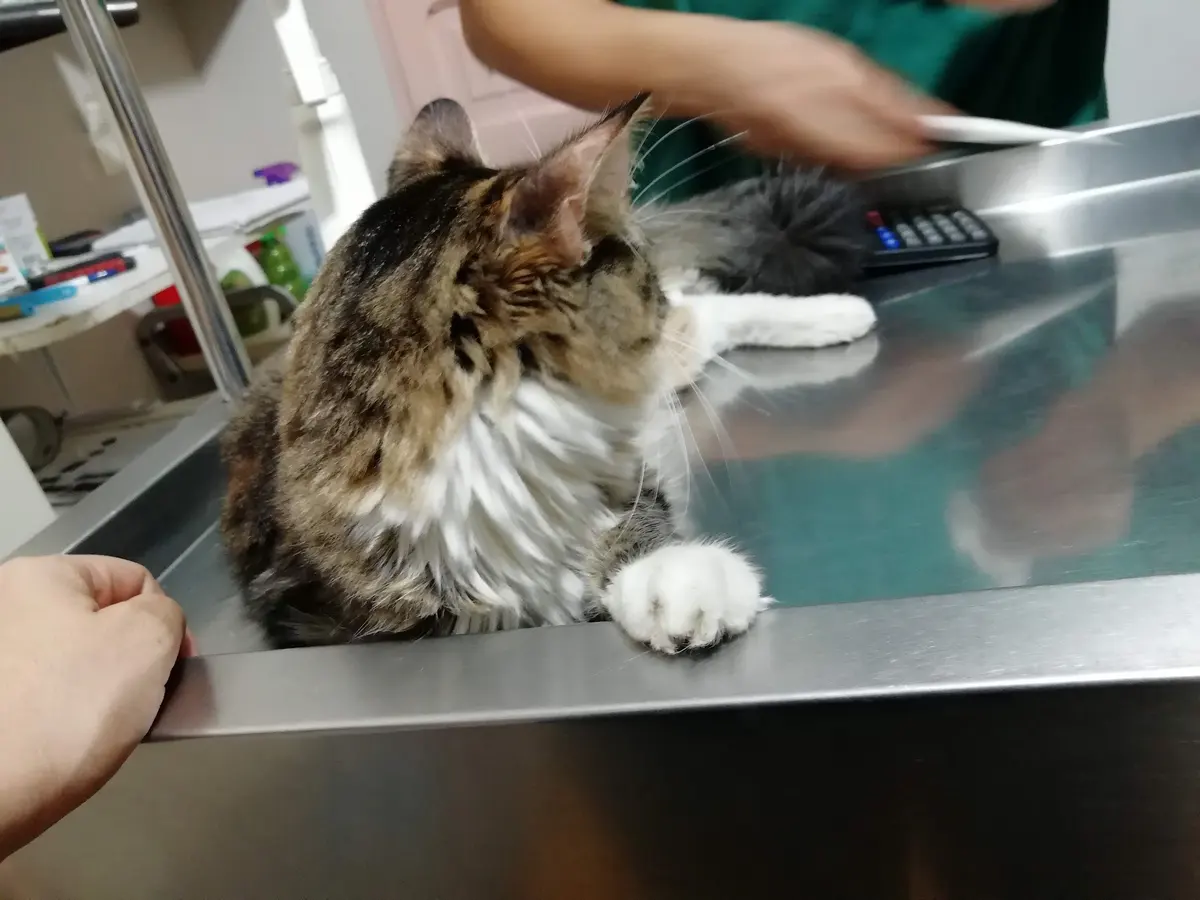 CLÍNICA VETERINARIA FRENCH'S