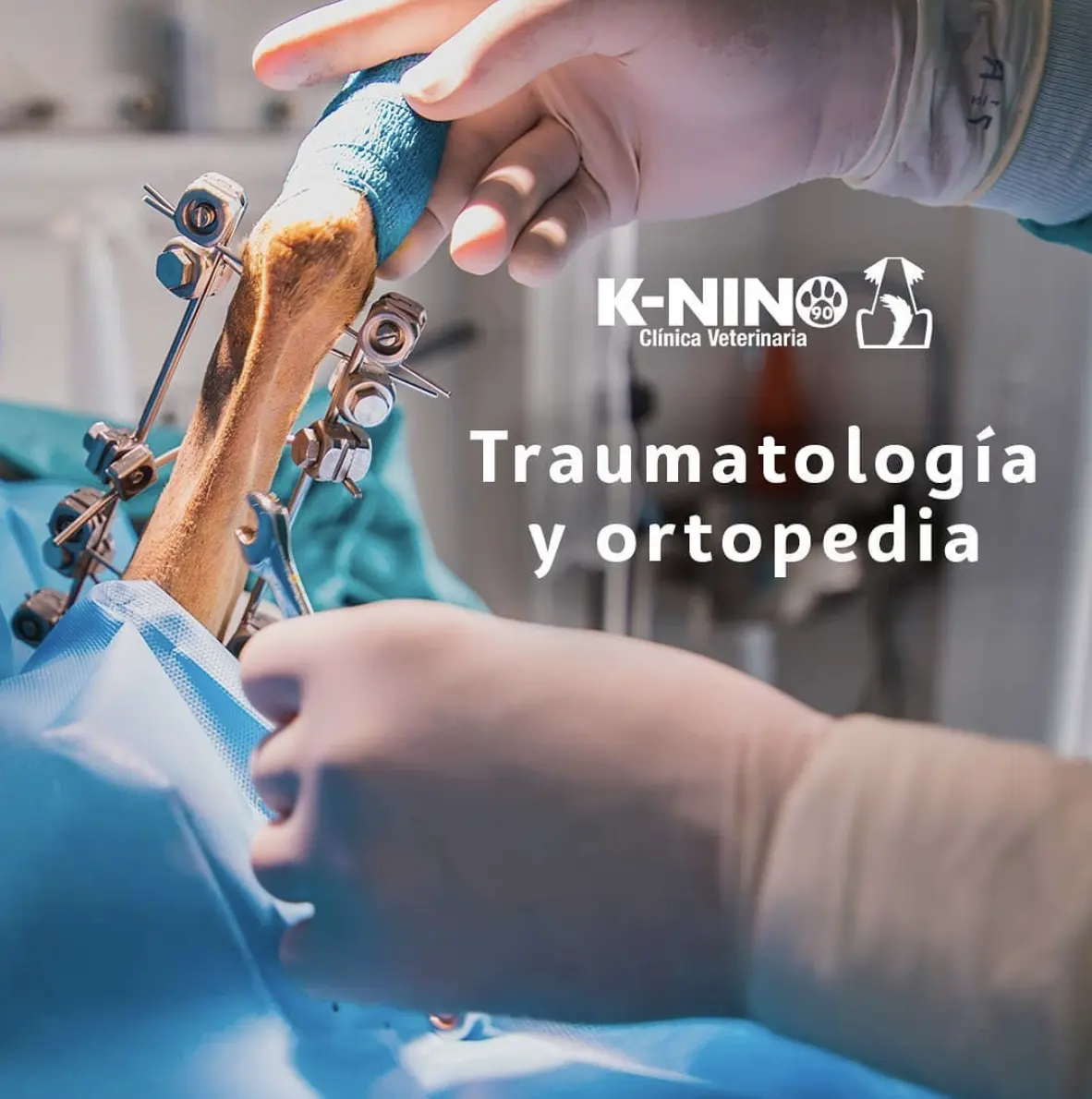 Clínica Veterinaria K-NINO — foto 2 de 4