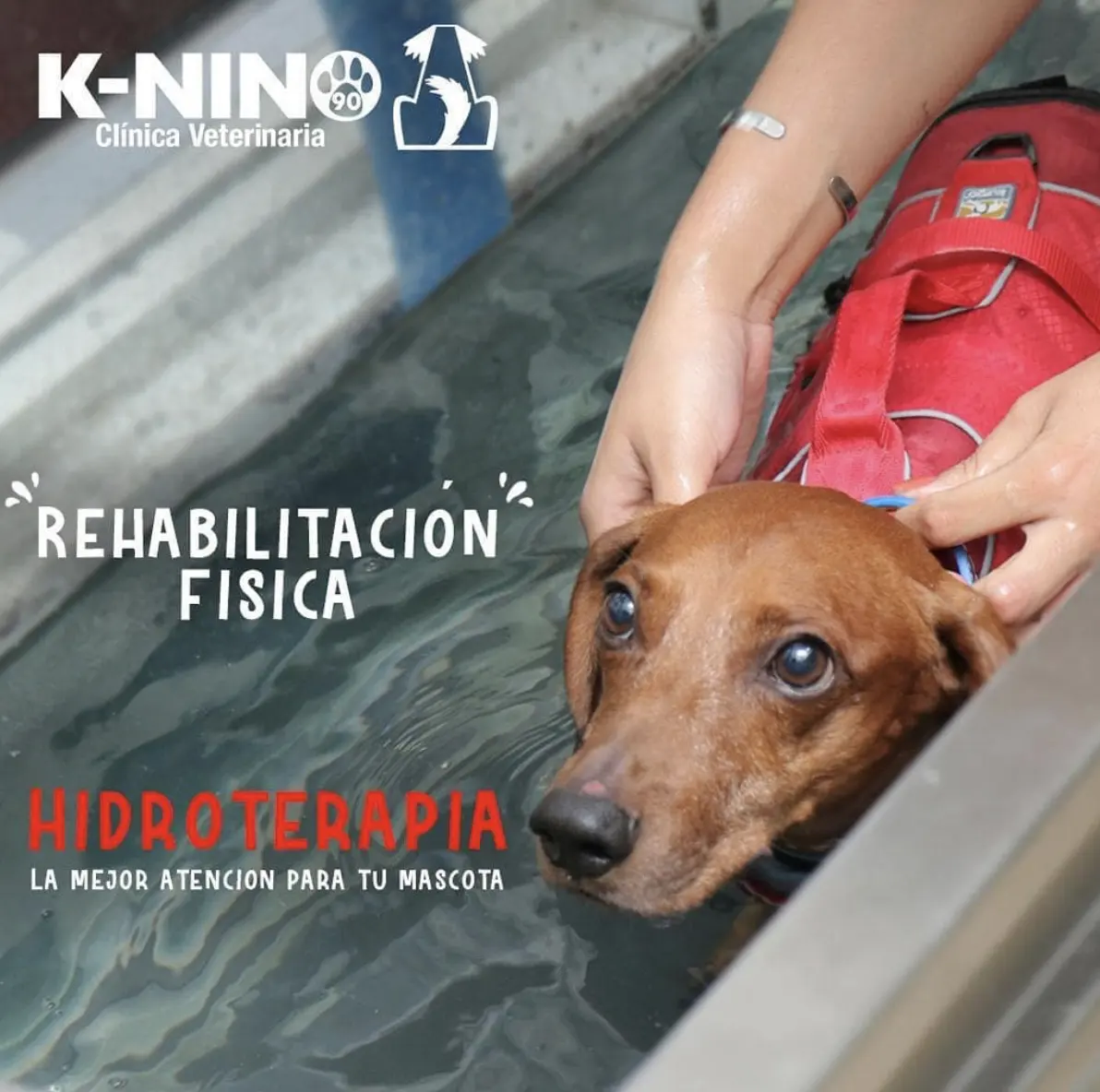 Clínica Veterinaria K-NINO — foto 3 de 4
