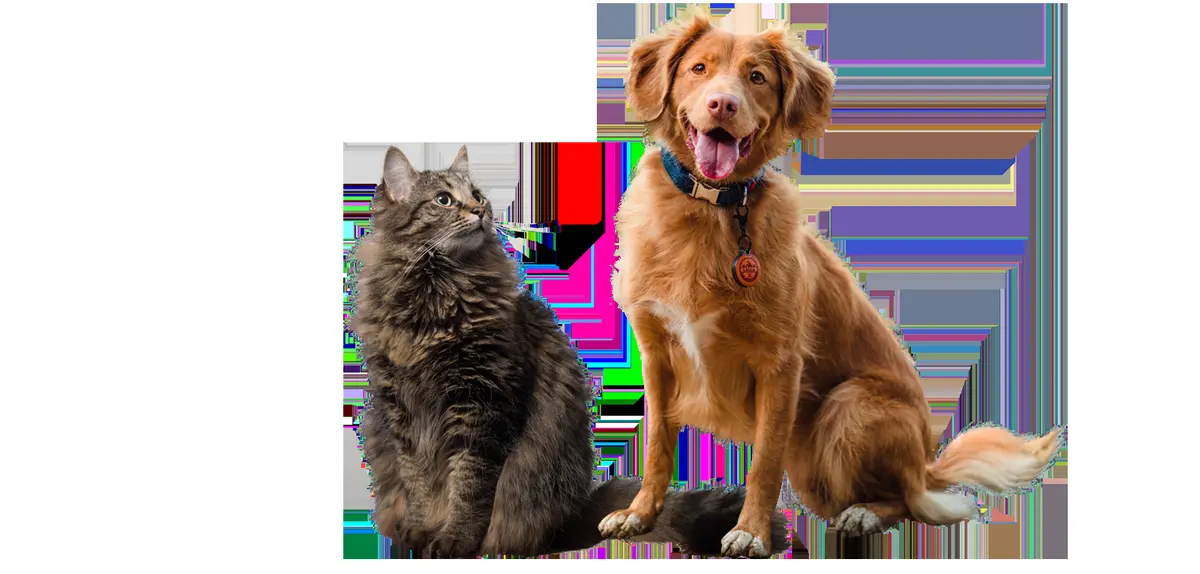 Clínica Veterinaria "Perrito Perrito Guau Guau"