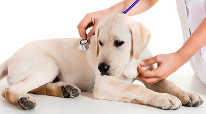 HOSPITAL VETERINARIO DR.SERNA