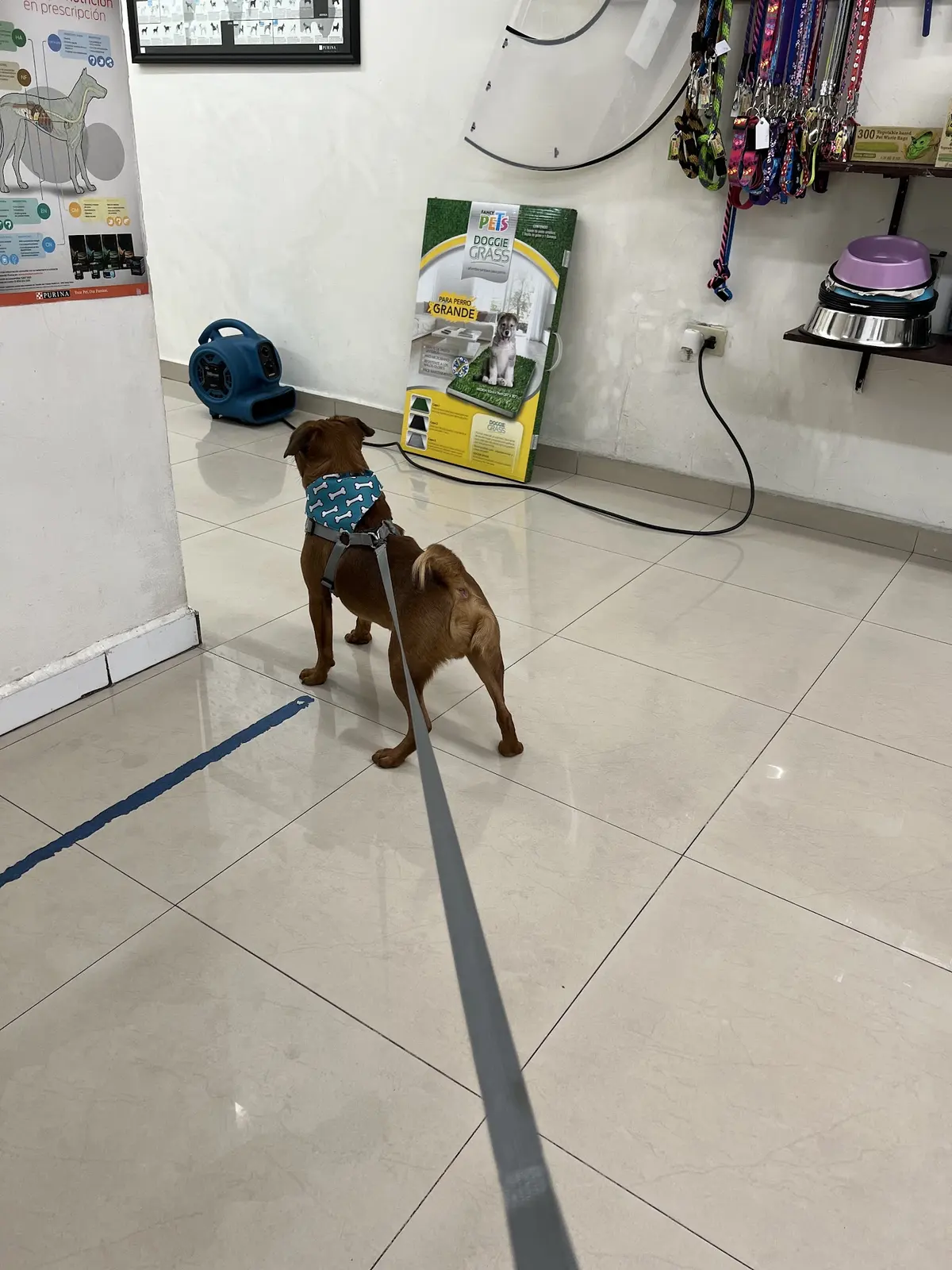 HOSPITAL VETERINARIO VET CENTER CUMBRES — foto 2 de 3