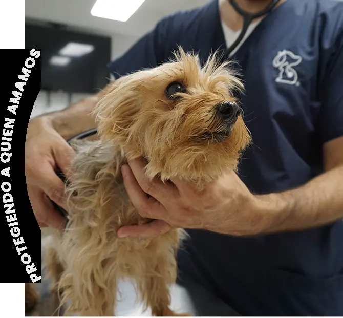 Hospital Veterinario Zago