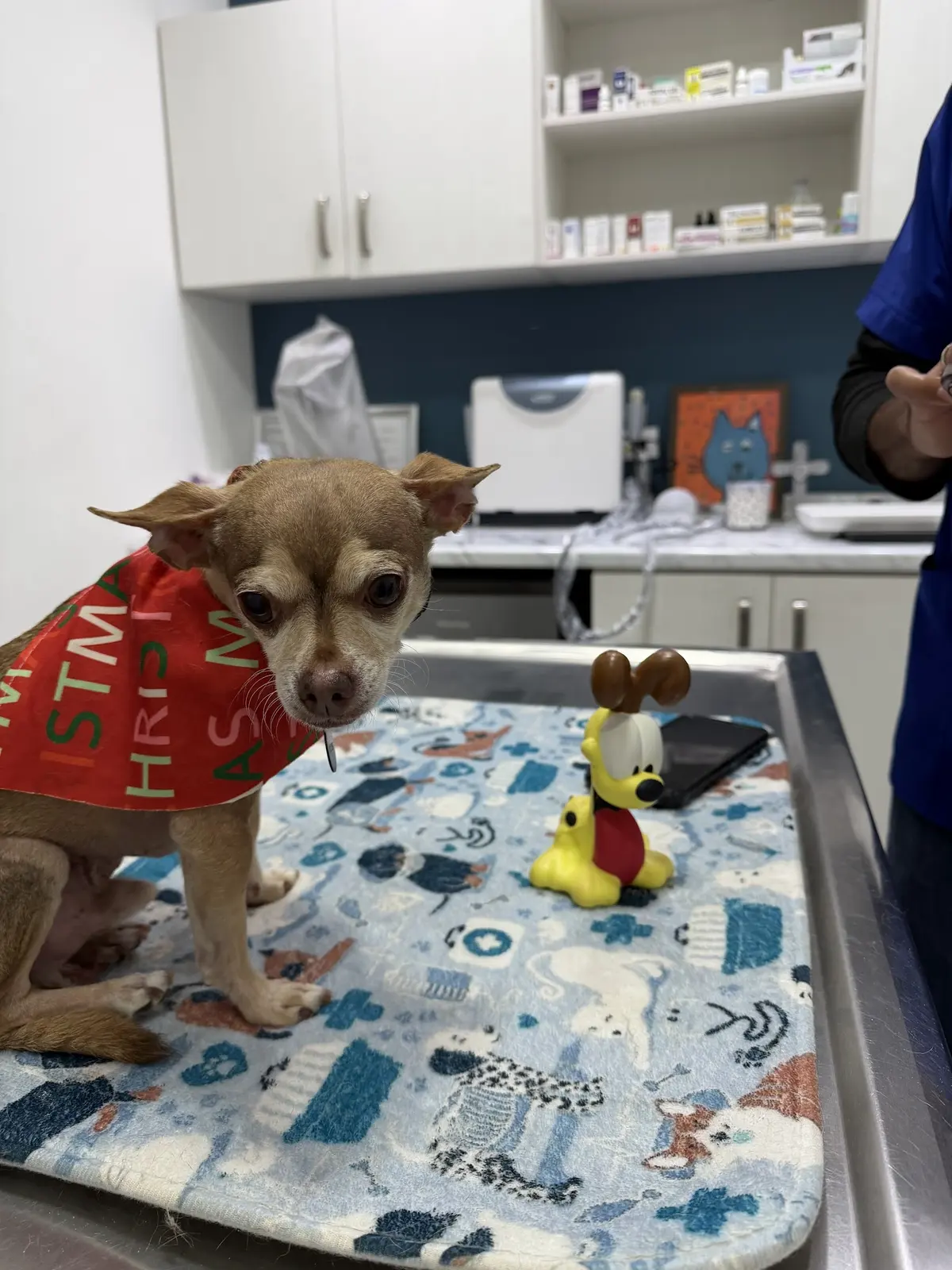 Kokoy Clínica Veterinaria — foto 3 de 3