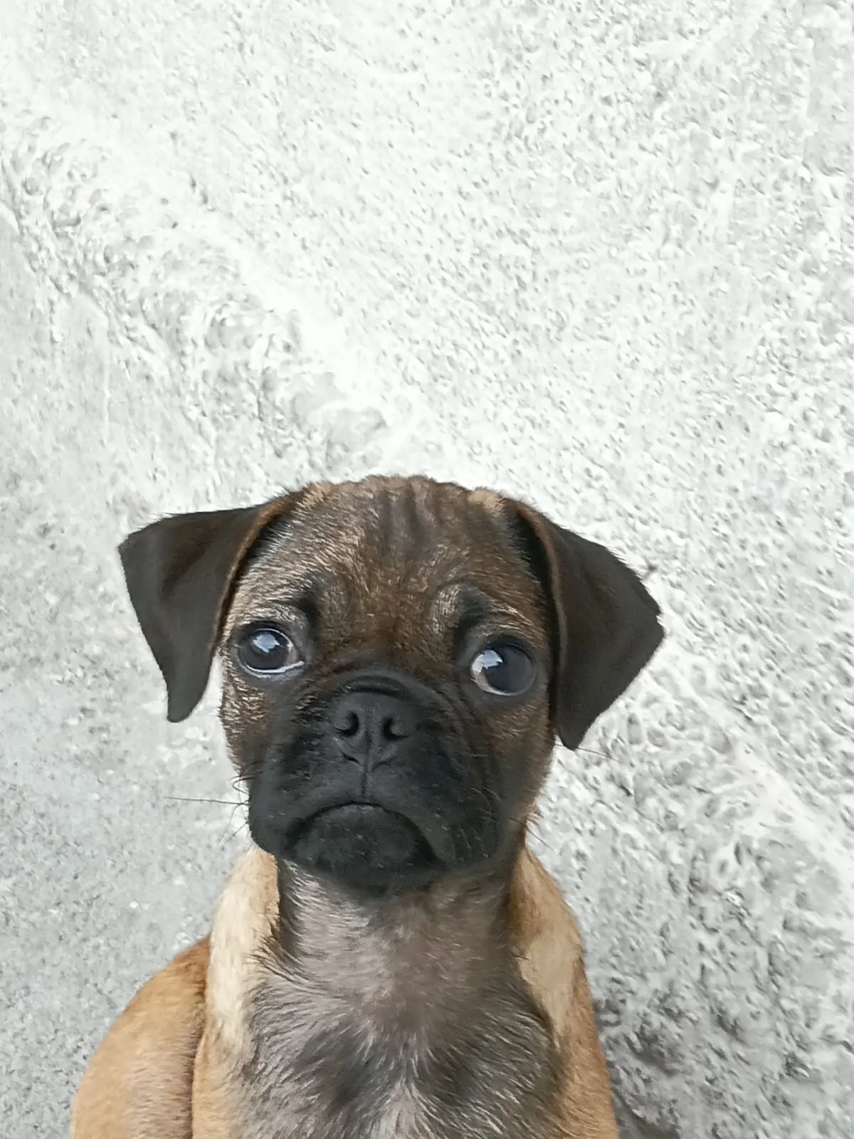 Lua Veterinaria