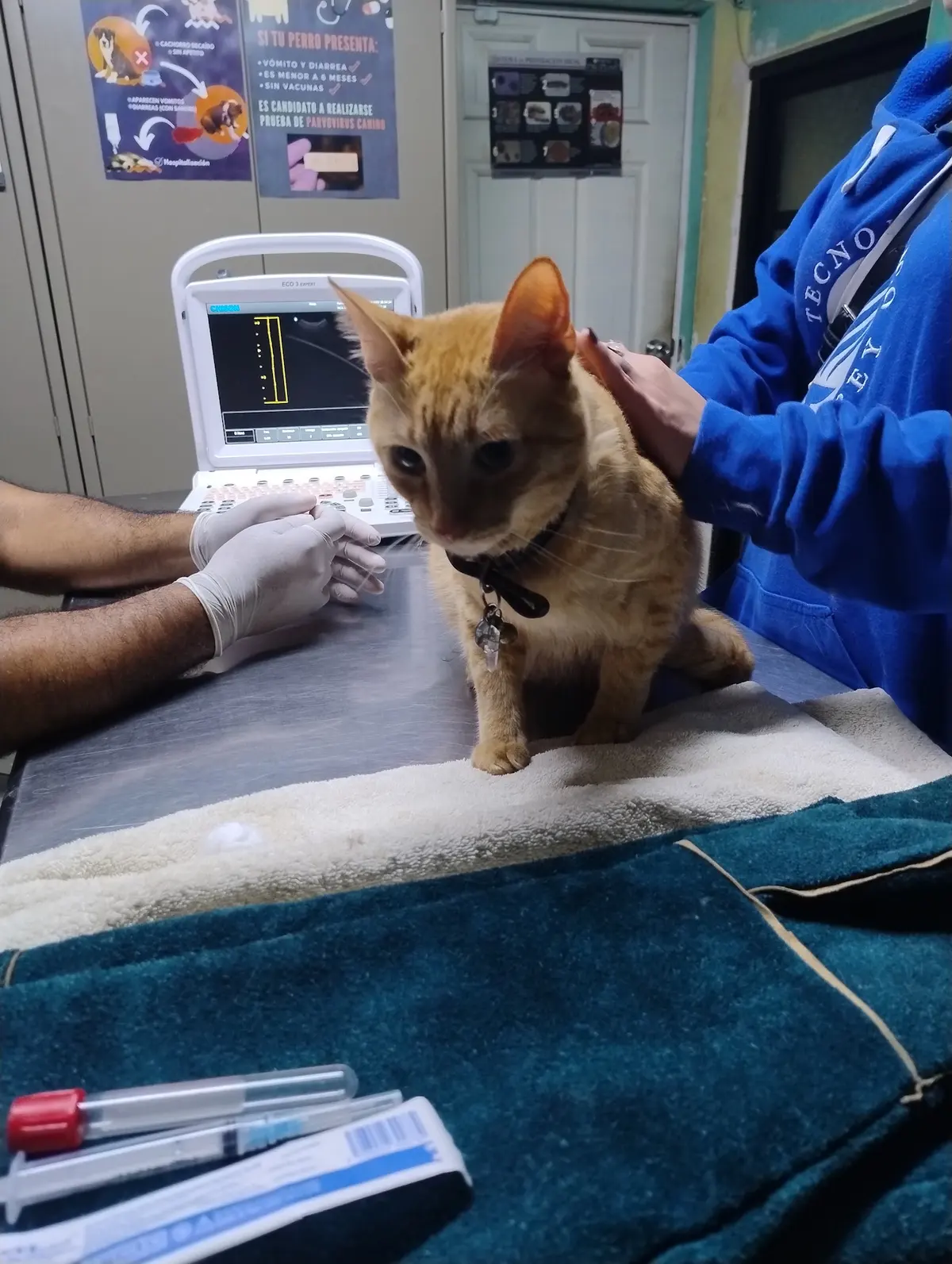 Lua Veterinaria — foto 3 de 3