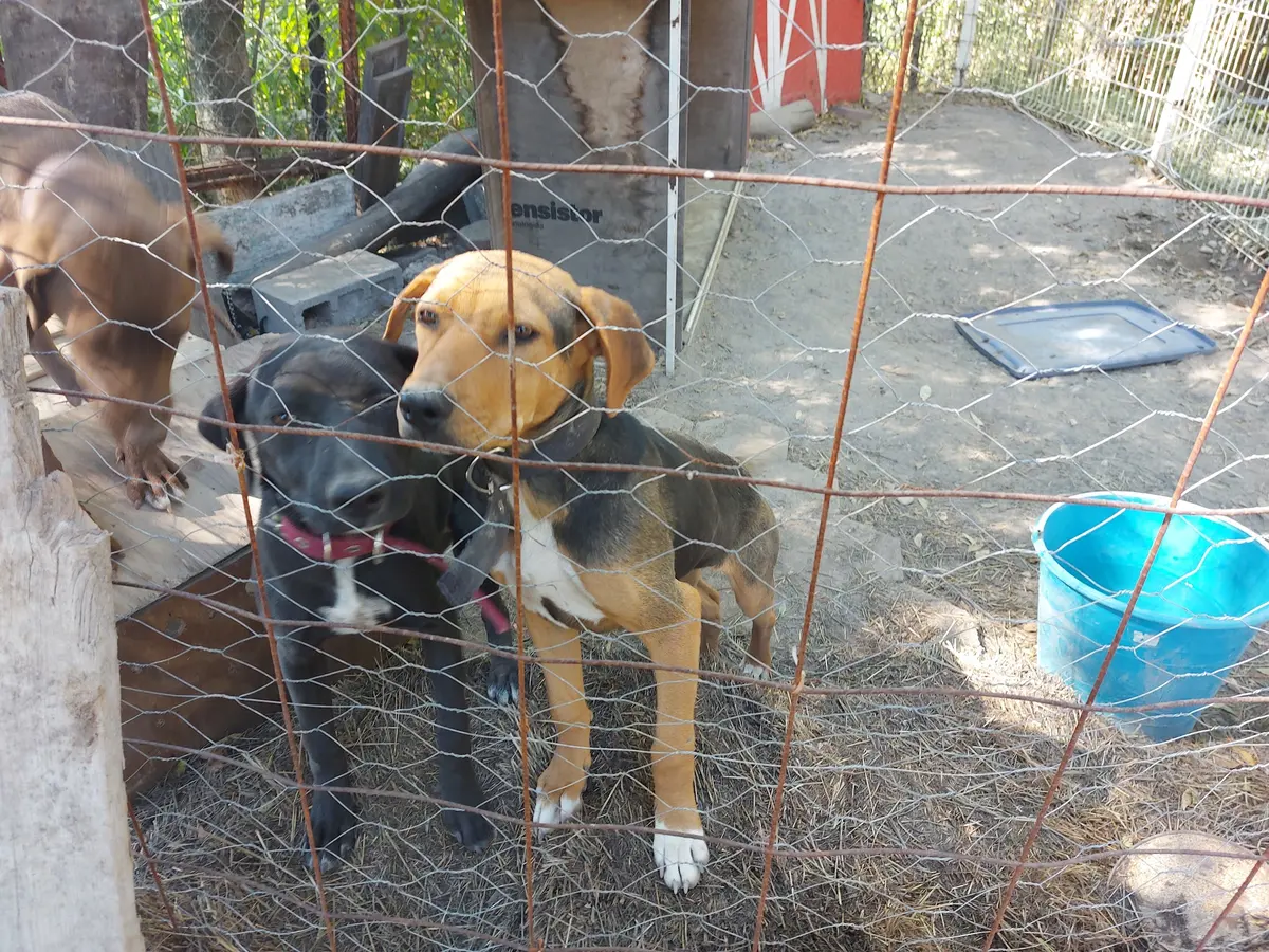 Casa de Bienestar Animal de San Nicolás — foto 3 de 3