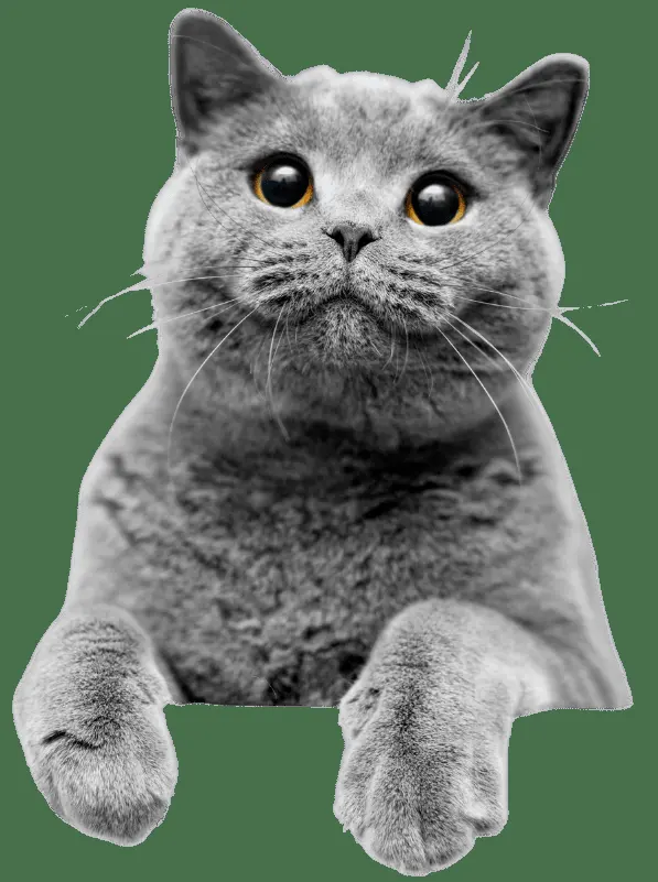 Clínica Móvil Esteriliza Educa Adopta