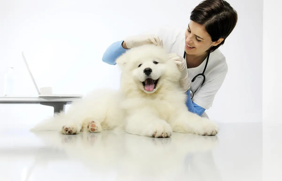 Clínica Veterinaria Dra. Muñoz