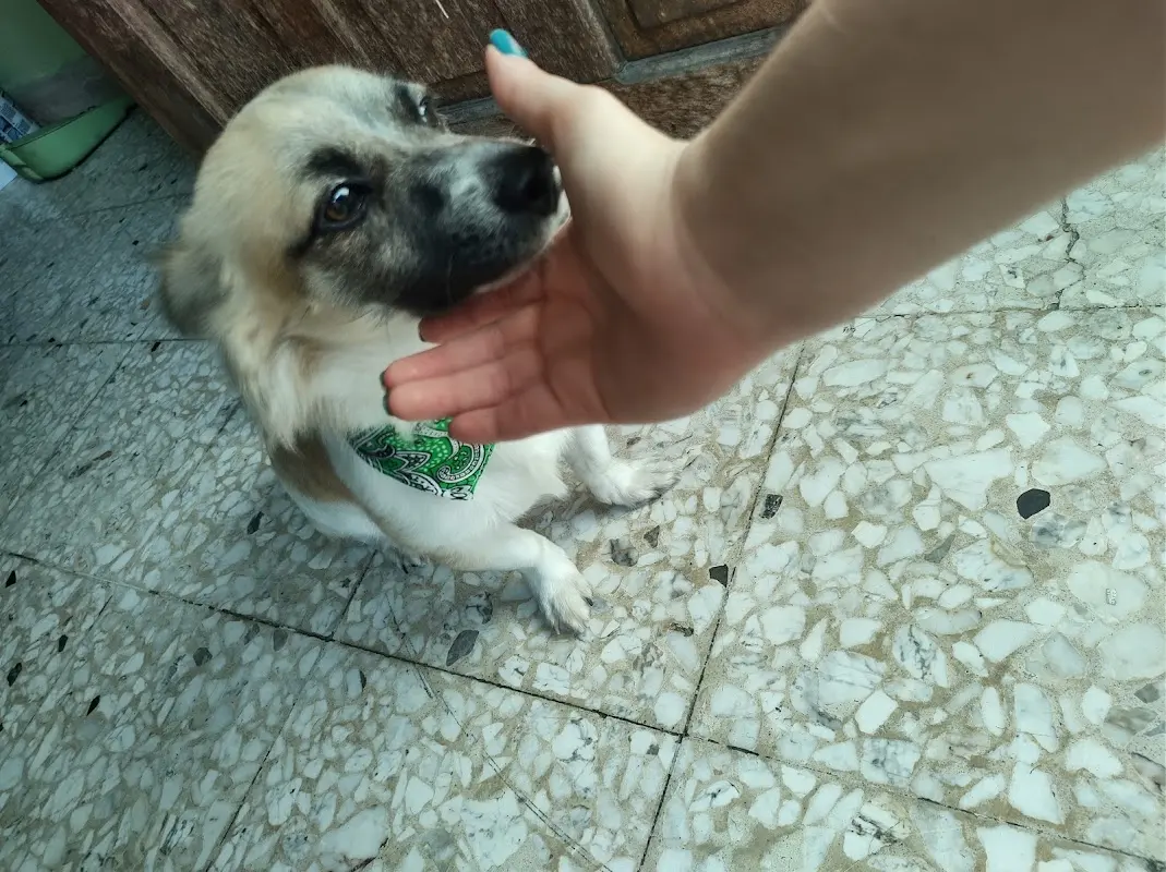 Clínica Veterinaria Enrique