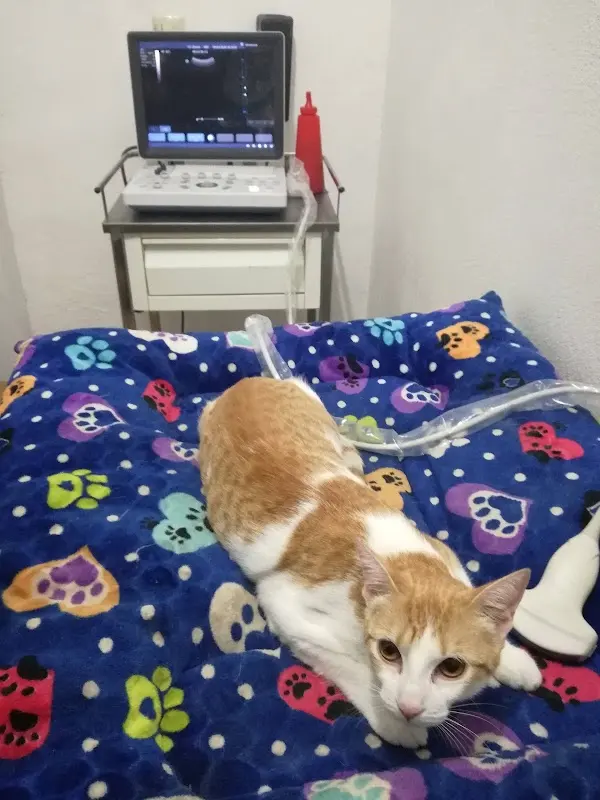 Clínica Veterinaria Joyita
