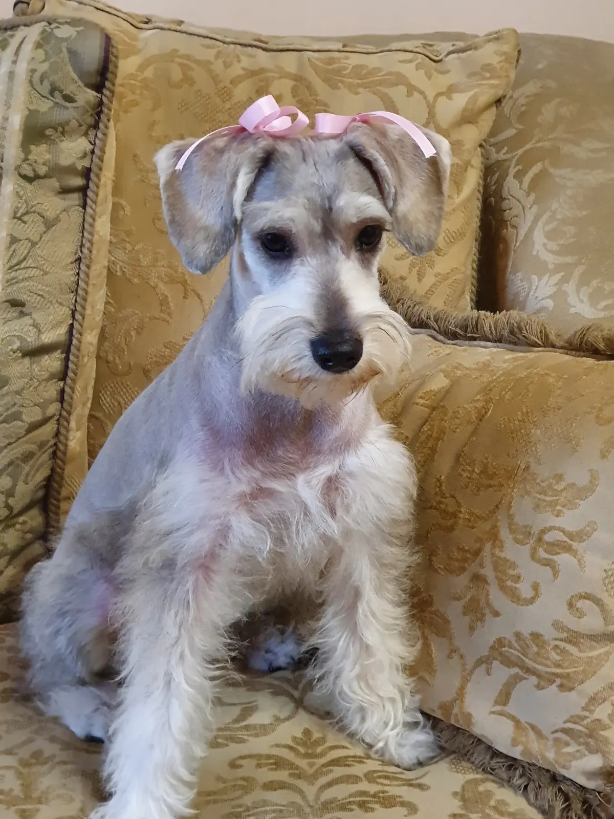 Davet Veterinaria — foto 2 de 3