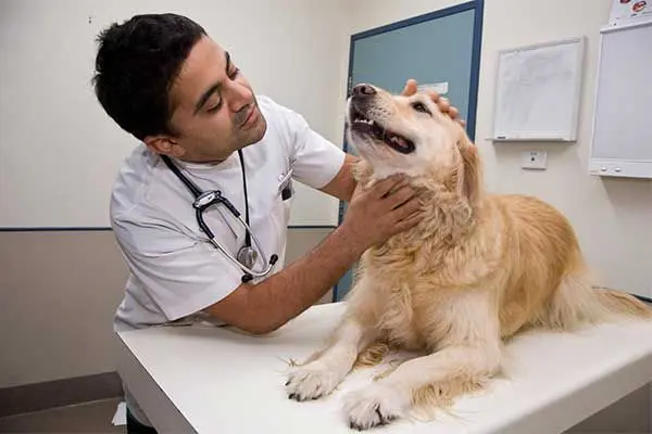 HOSPITAL VETERINARIO SANTA ROSA. DR. ROBERTO MARTÍNEZ CERVERA