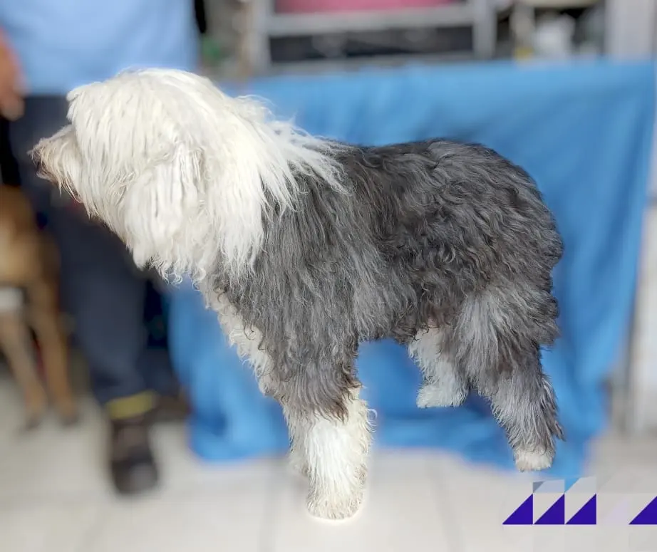 Huella Canina