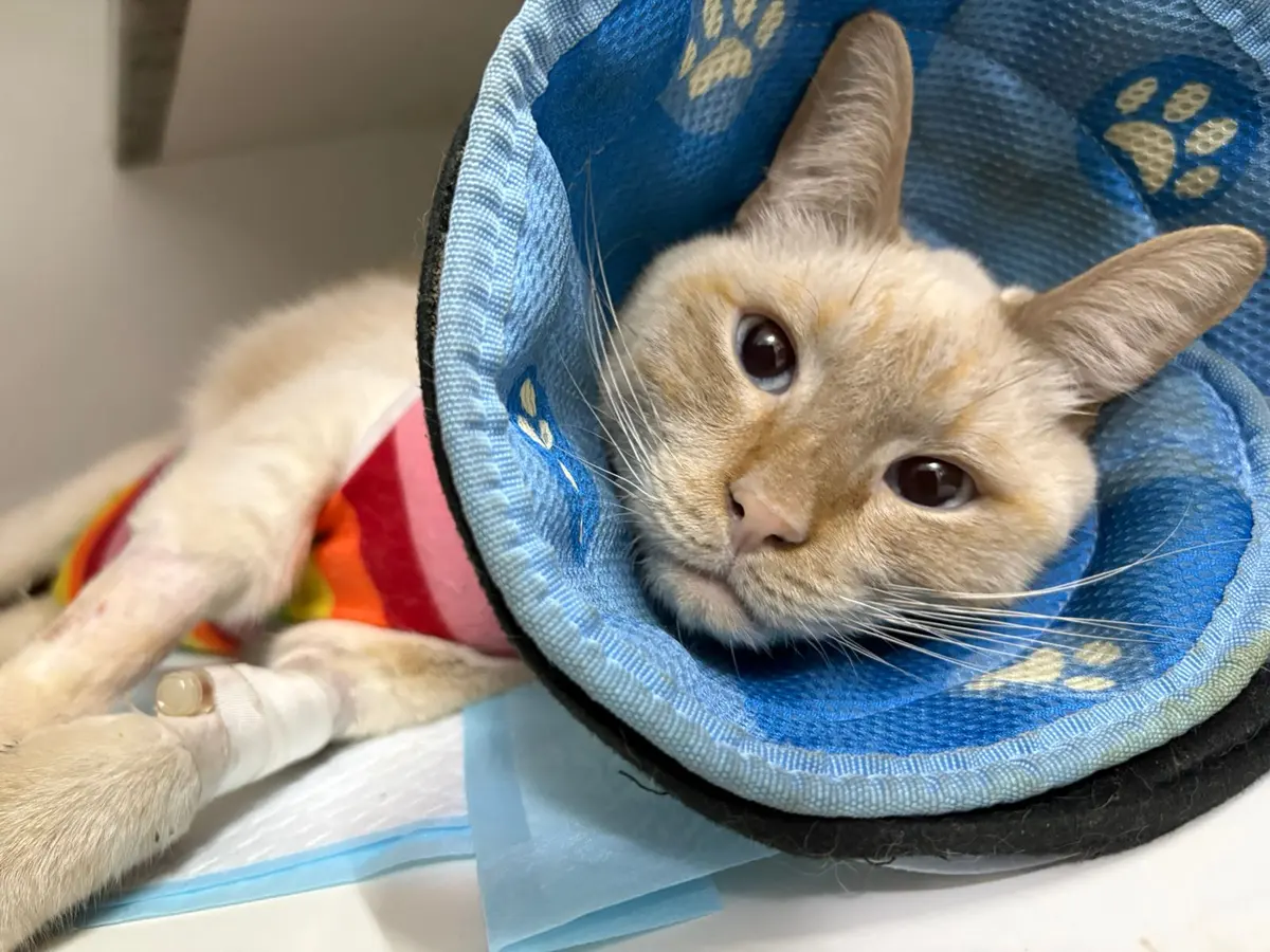 iCat Veterinaria - Especialista en Gatos