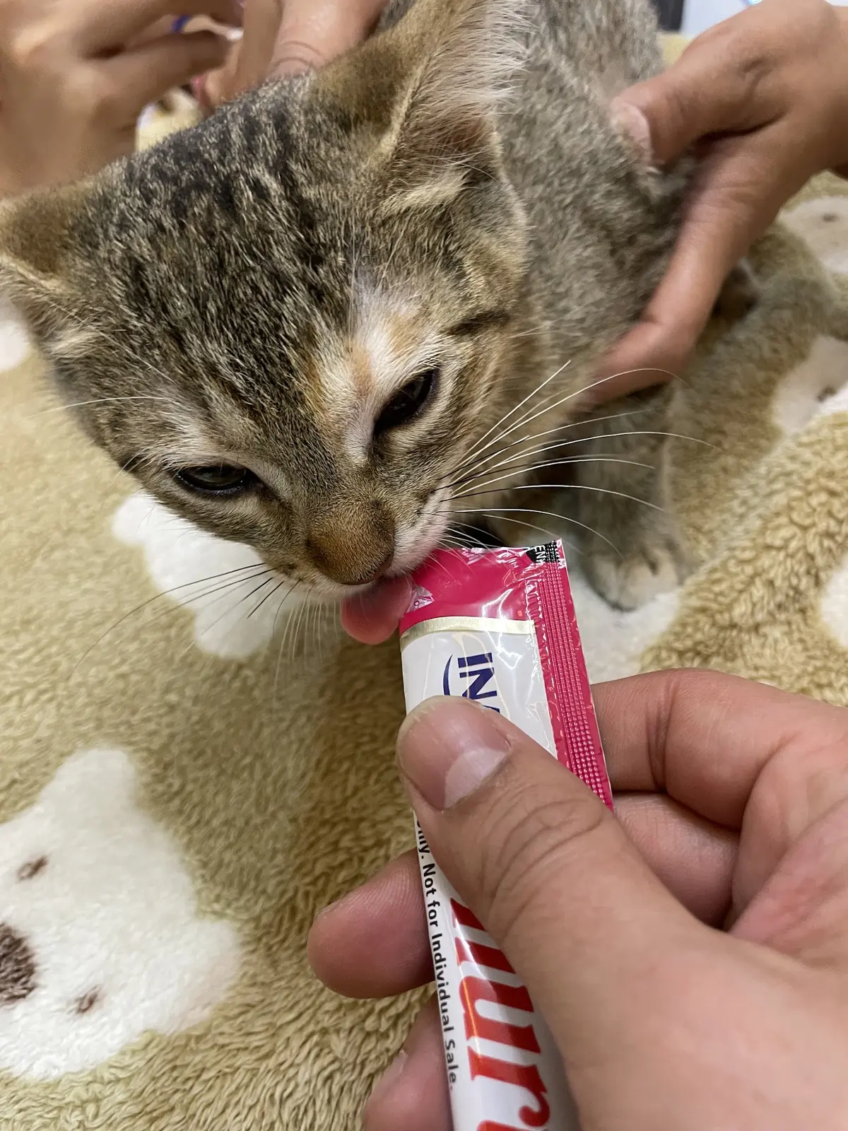 iCat Veterinaria - Especialista en Gatos — foto 2 de 3