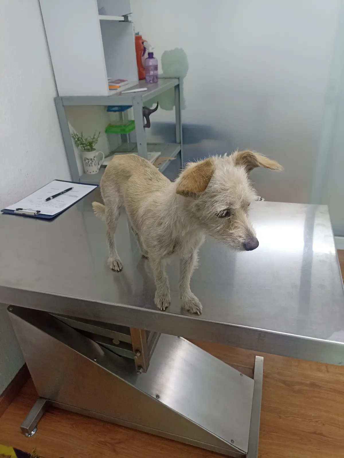 Protección, Salud y Bienestar Animal - Centro Médico Especializado — foto 2 de 3