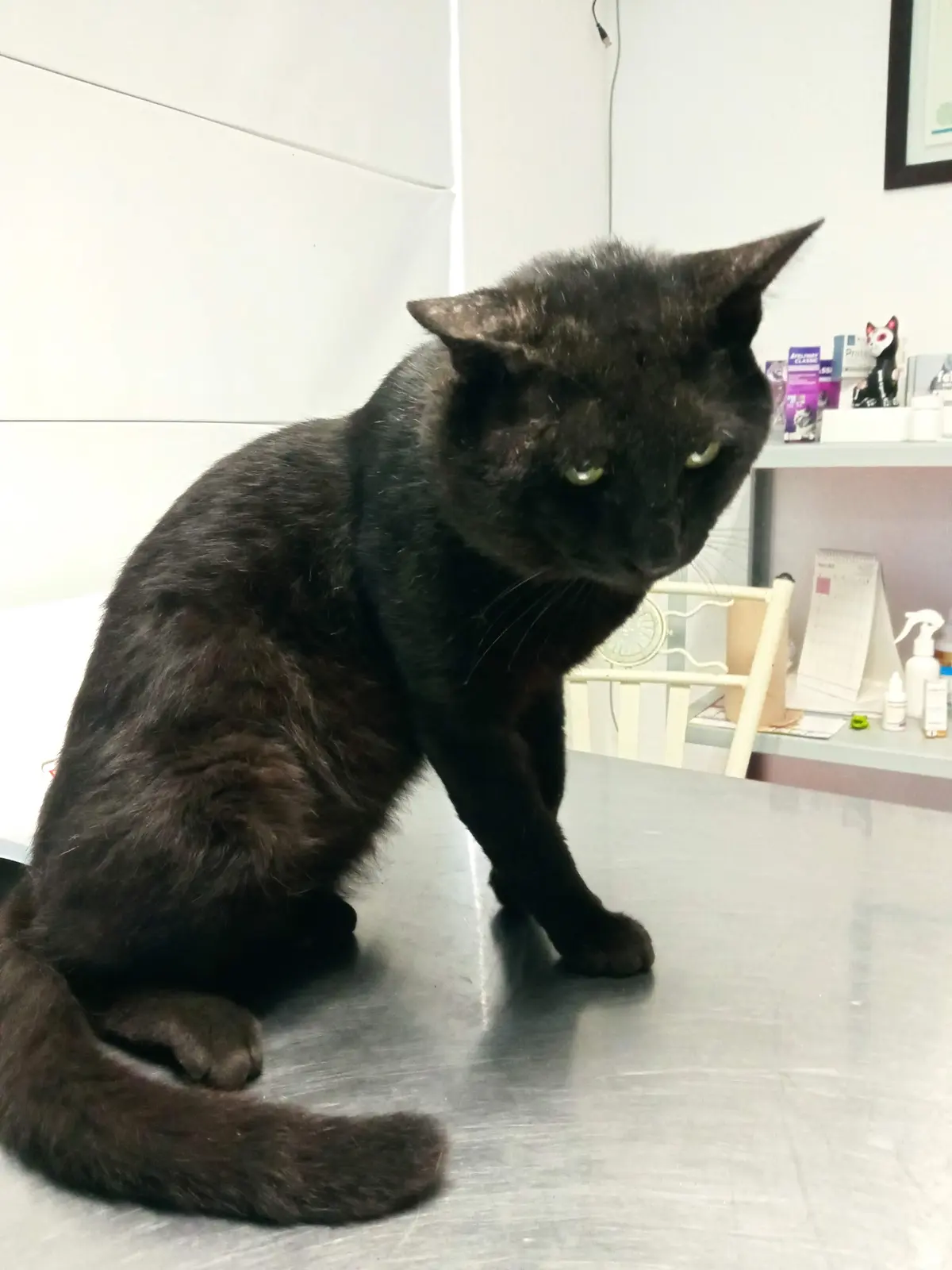 Protección, Salud y Bienestar Animal - Centro Médico Especializado