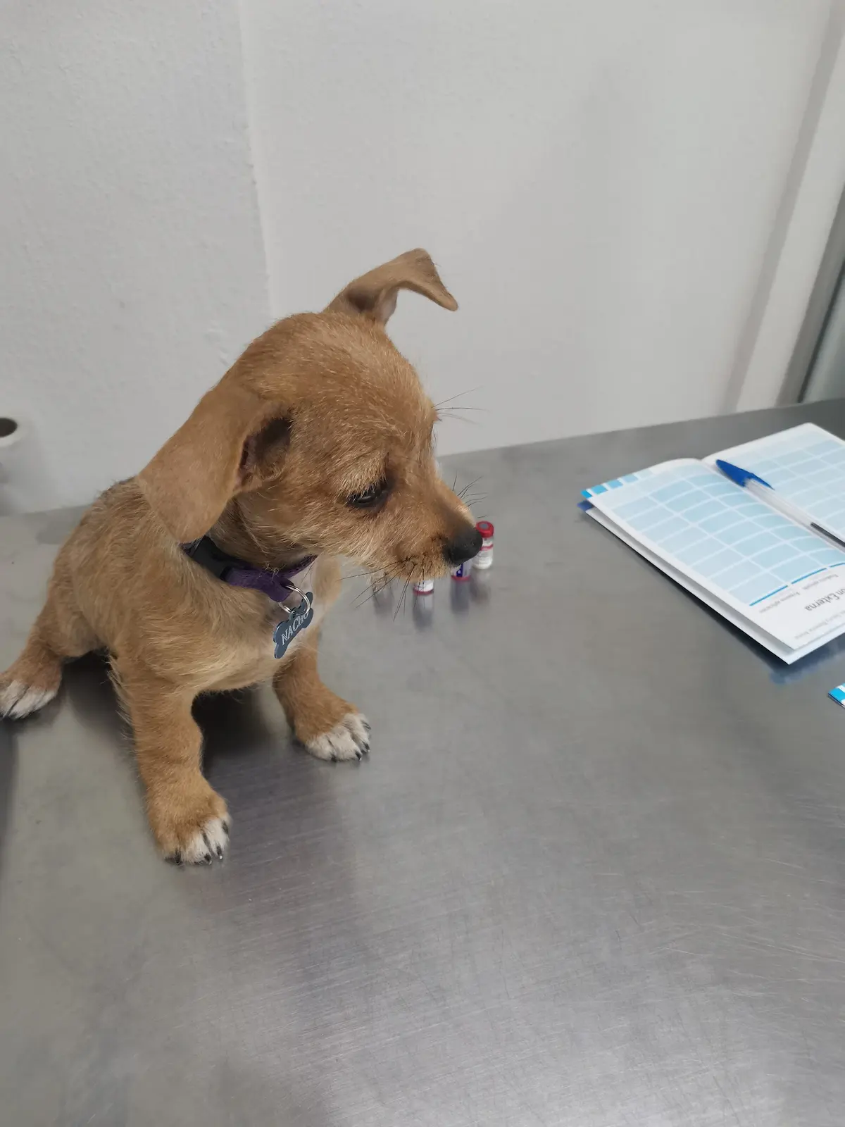 Protección, Salud y Bienestar Animal - Centro Médico Especializado — foto 3 de 3