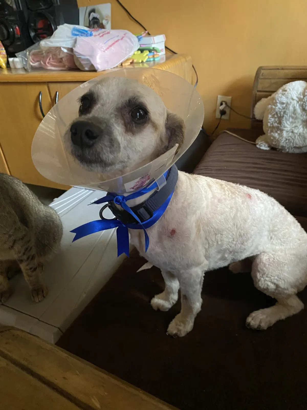 Veterinaria Animal Dr.