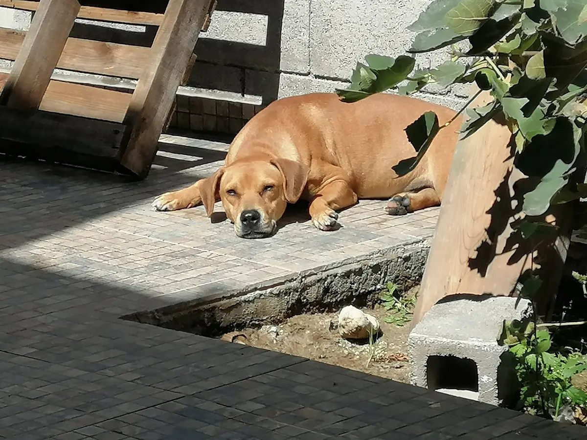 Veterinaria BienSa — foto 2 de 3