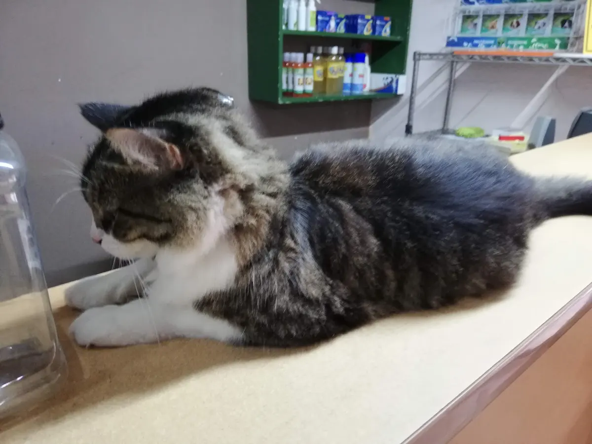 Veterinaria BienSa
