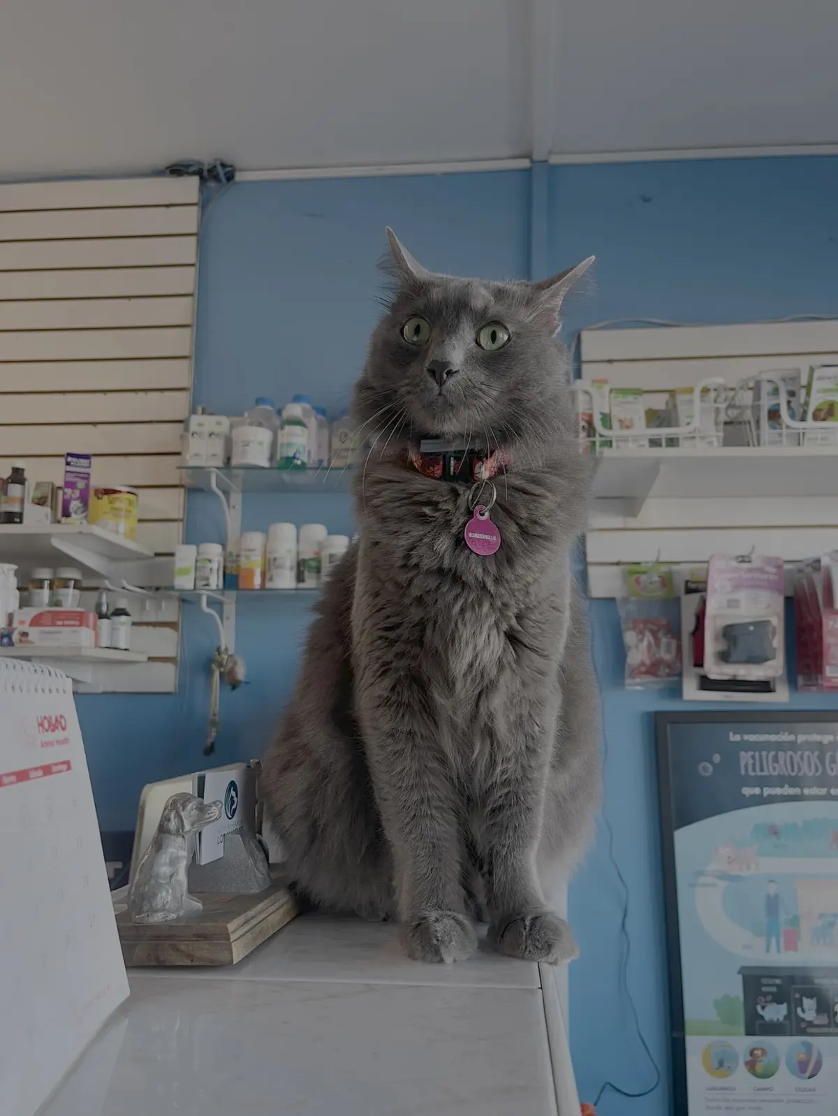 Veterinaria Los Ángeles Monterrey