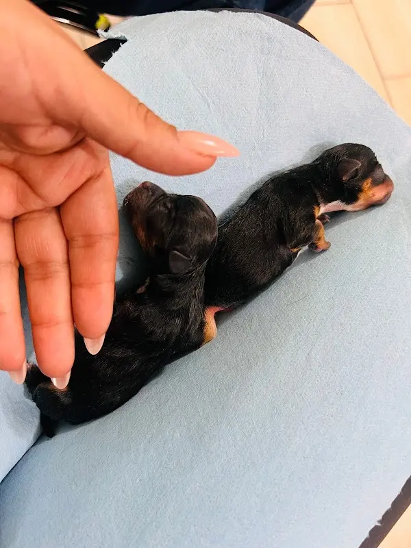 VETERINARIA PET CENTER