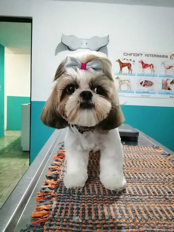 Veterinaria Pet Land Inn