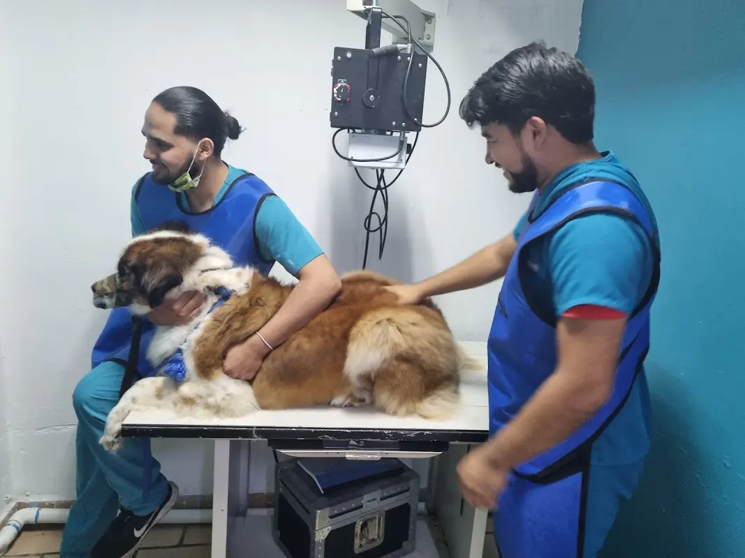 Veterinaria Super Lomito
