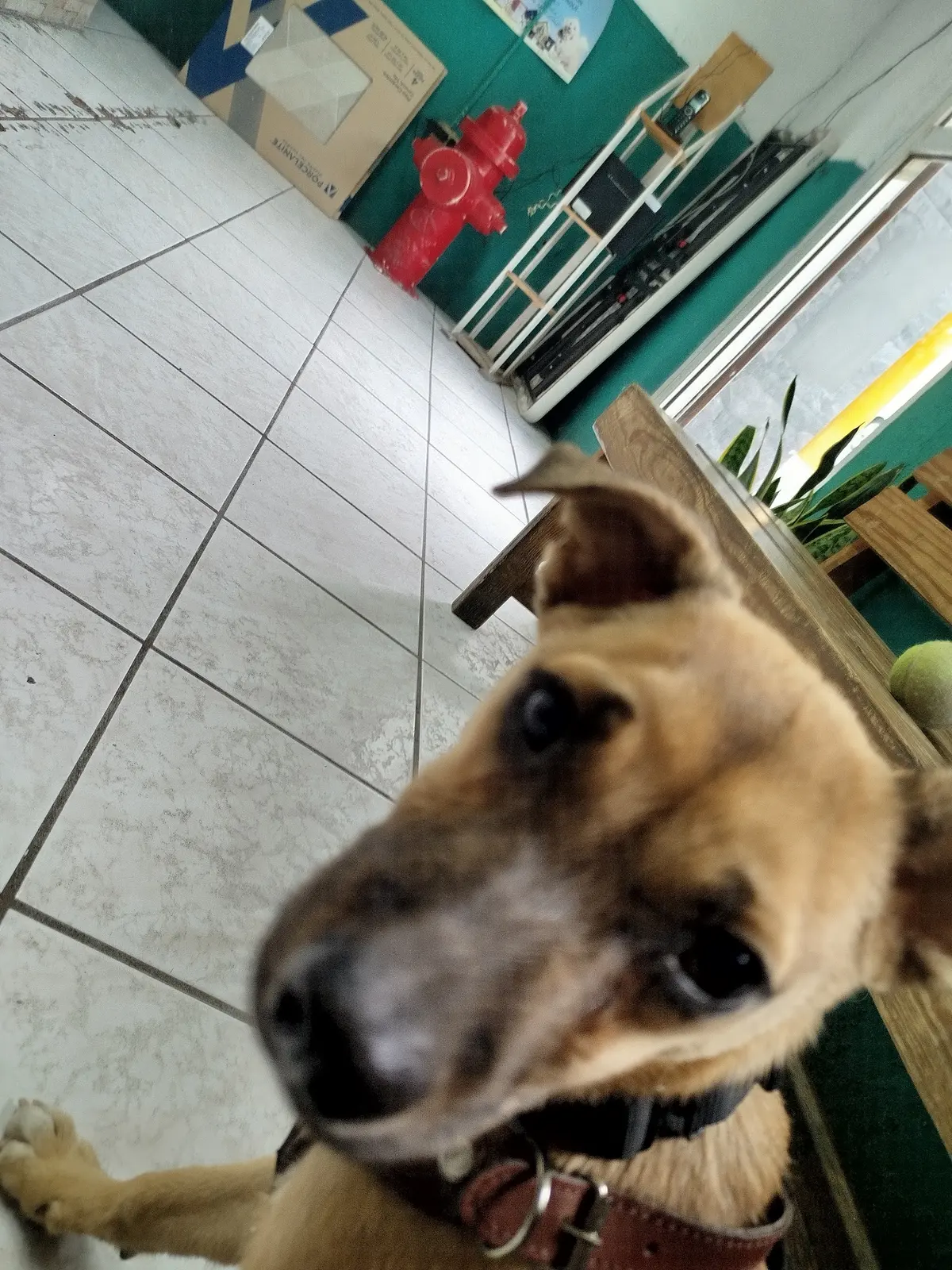 Veterinaria Fuentes — foto 2 de 3