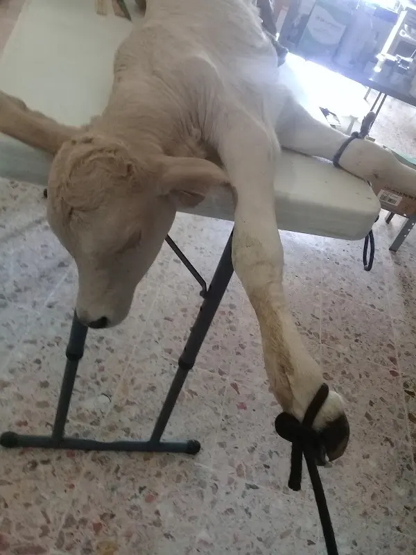 Clínica Veterinaria La Capillita