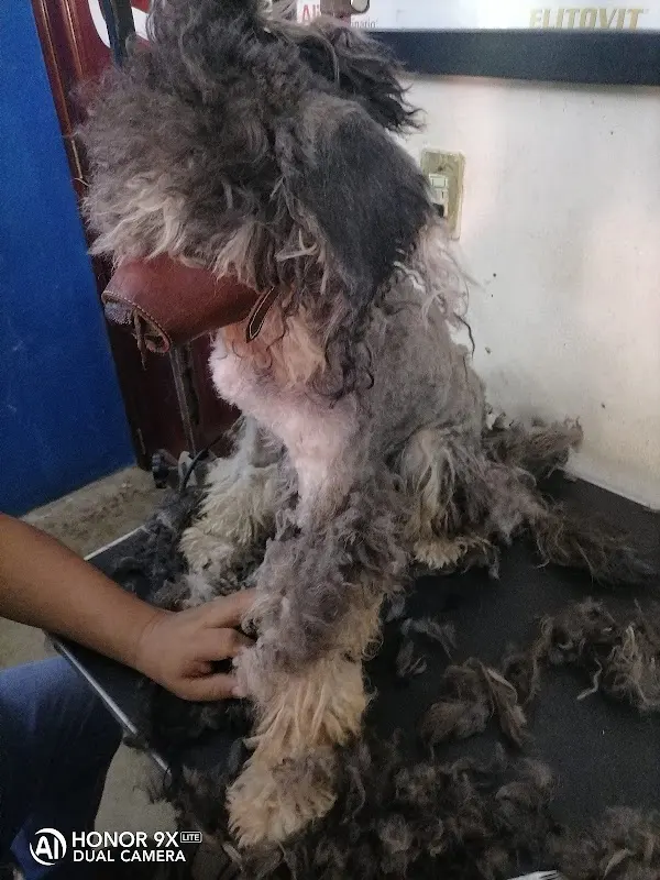 Farmacia veterinaria y estética canina de alto lucero