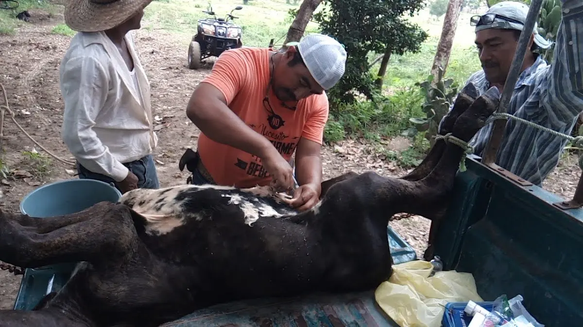 Veterinaria el Alazan