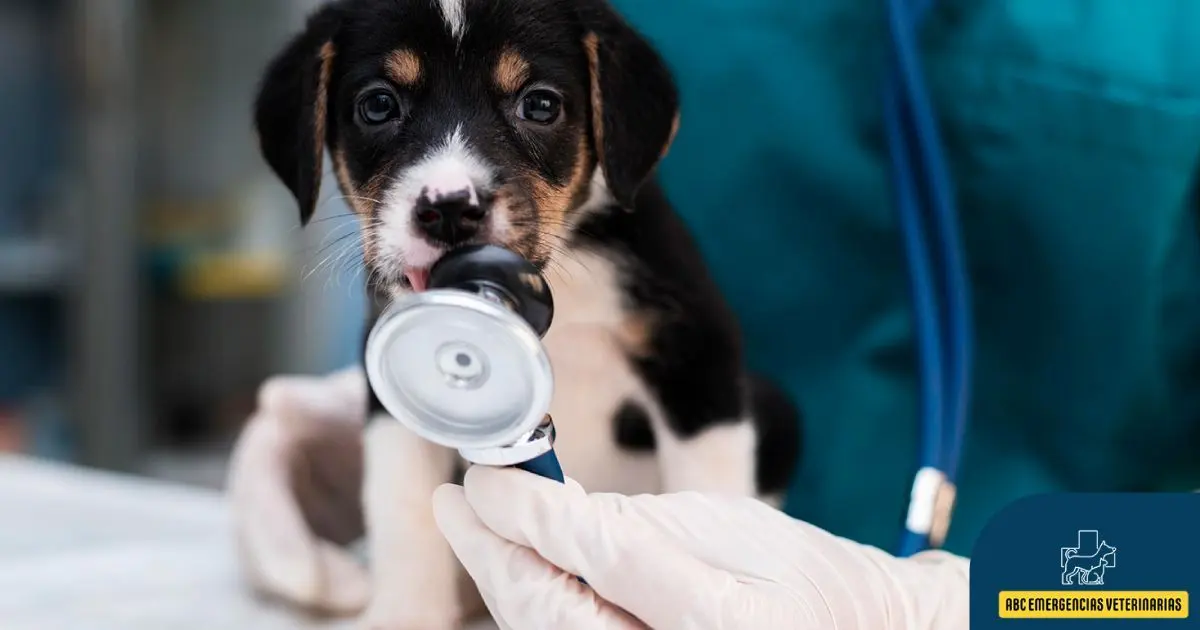 ABC EMERGENCIAS VETERINARIAS CANES ET CATUS